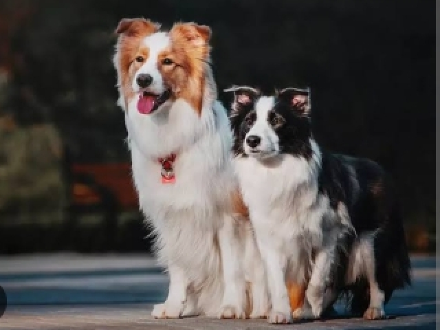 Border collie