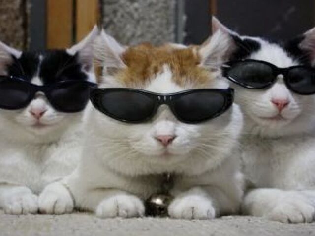 trio gato