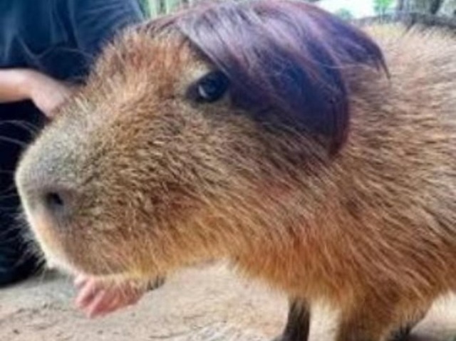 Capivara emo