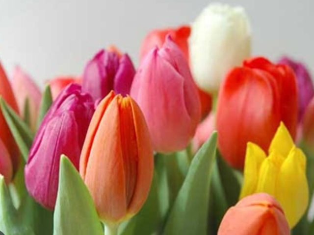 Tulipa