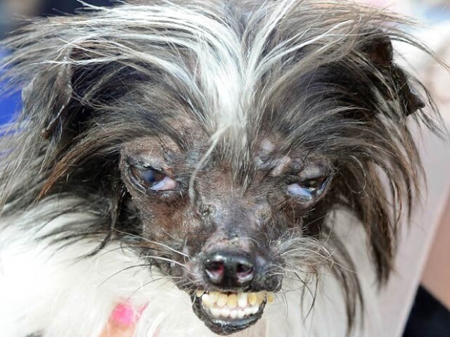 cachorro
Com inveja