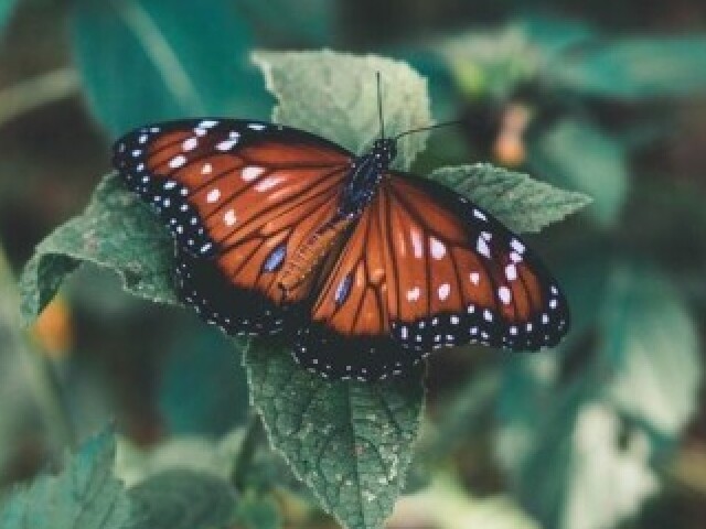 Borboleta