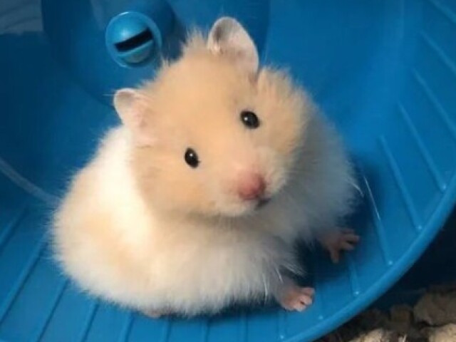 Hamster