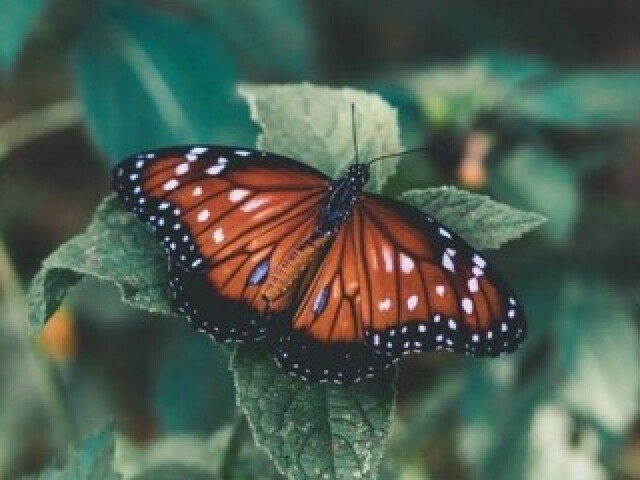 Borboleta