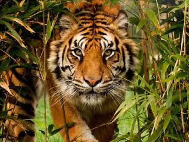 Tigre