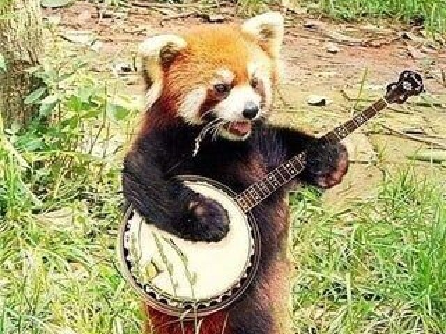 Panda vermelho tico tico bonitinho