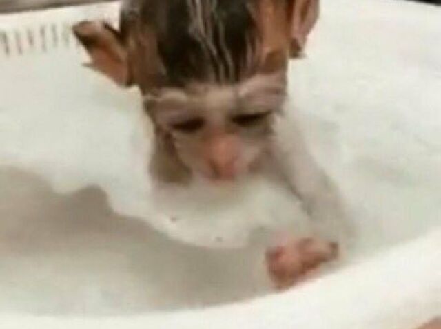 n gosto de macacos