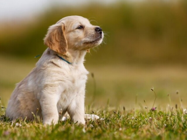 Cão