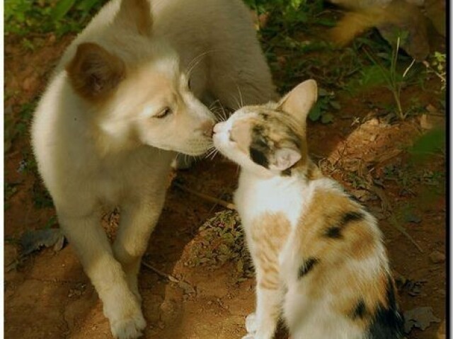 cachorro e gato os melhores 🐶🐱🐾