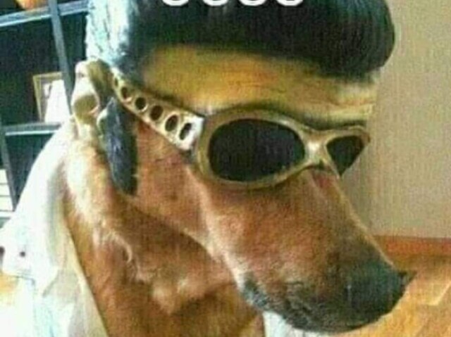 Dog josé(as imagens tudo tão ficando grande demais)