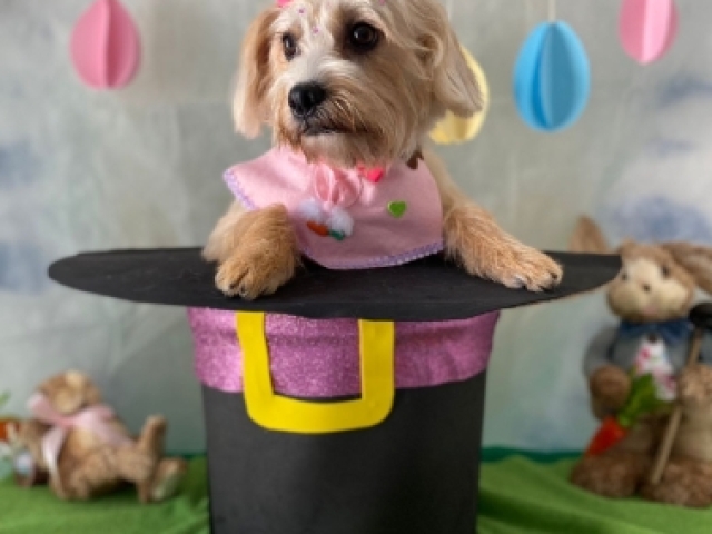 Qual nome da minha dog?