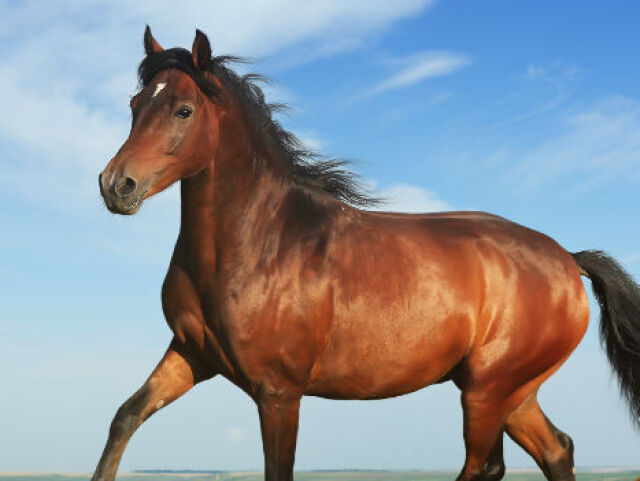 cavalo