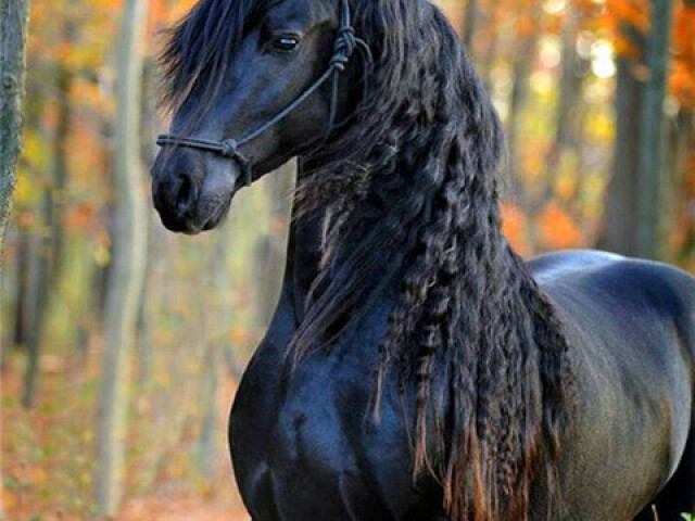 Esse cavalo lindo