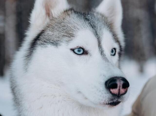 Esse husky siberiano