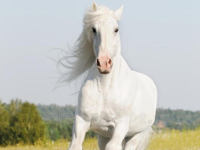 Esse cavalo branco