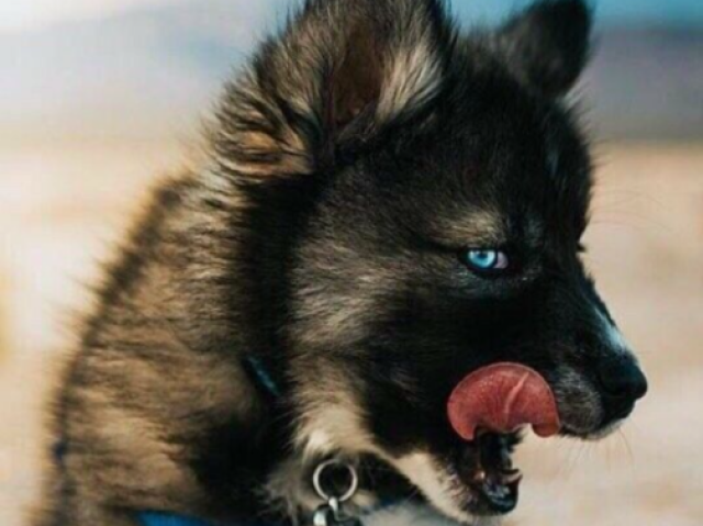 Lobo