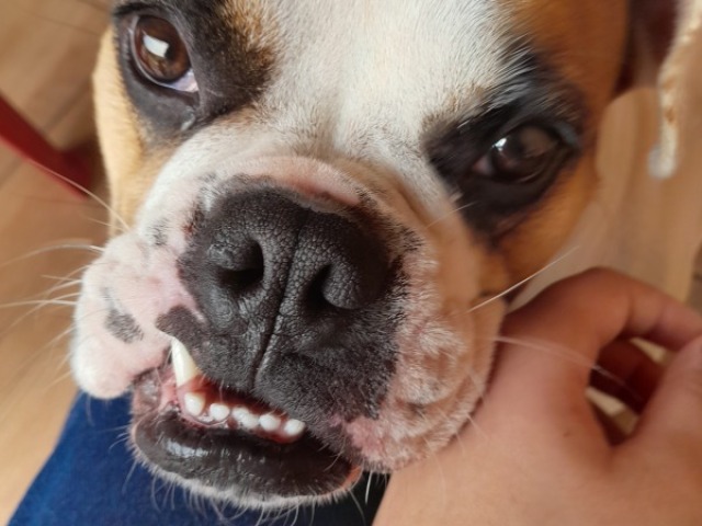 Com o dente de fora
(No caso só um)