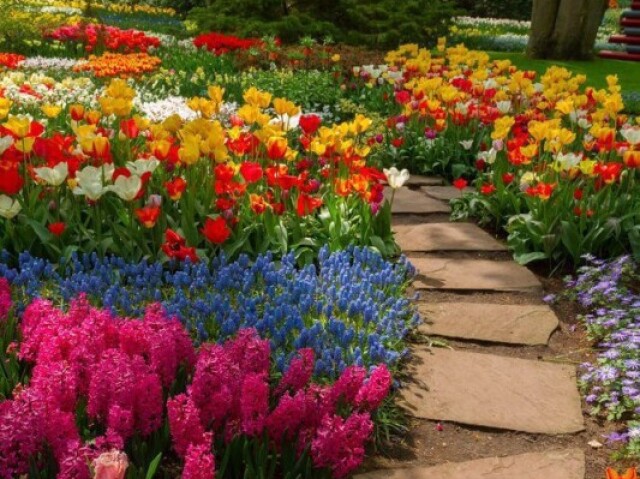Jardim com várias flores
