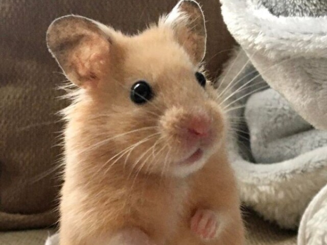 Hamster