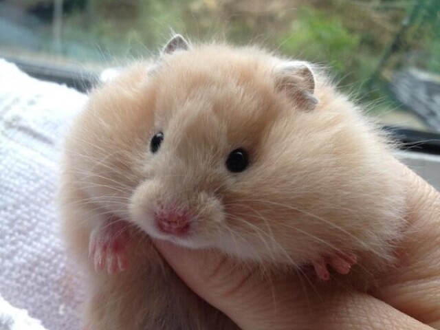 Hamster