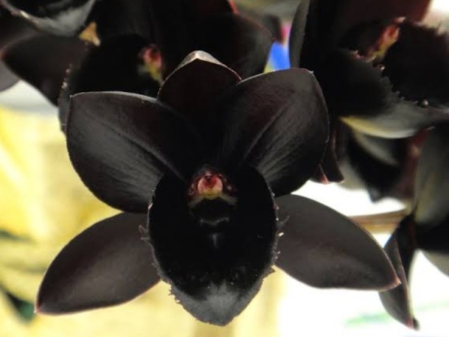 Orquídea Negra
Poder e autoridade absoluta,