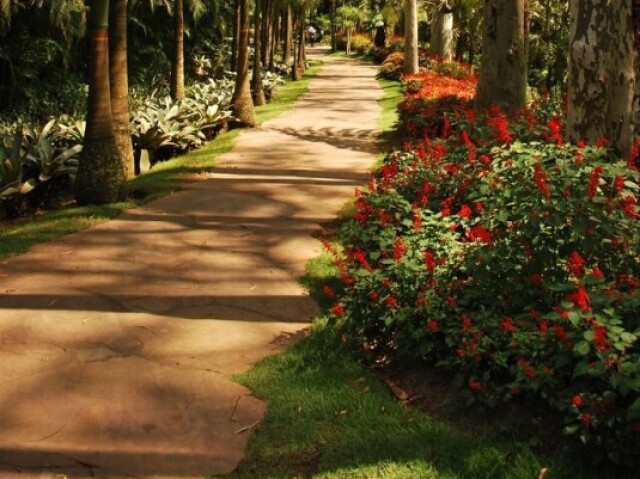 Bosque de flores