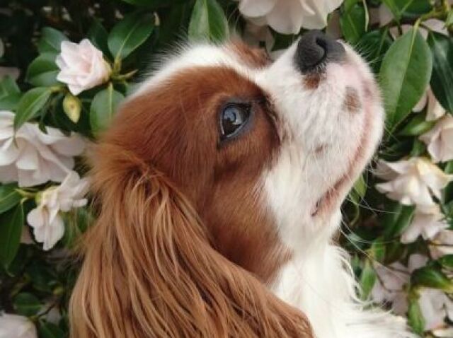 Cavalier King Charles