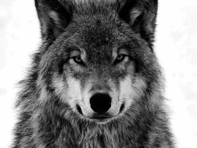 Lobo