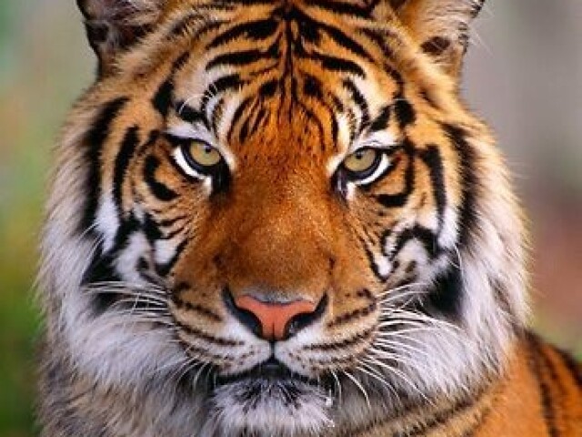 Tigre