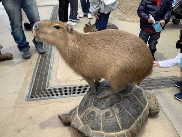 Uma capivara que não encontrou sua alma gêmea.