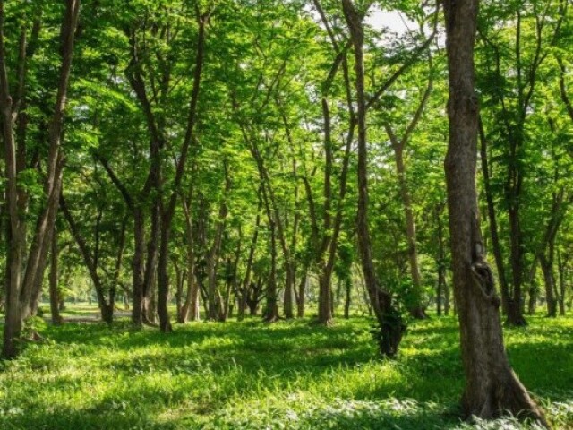 Floresta apenas.