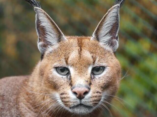 Caracal