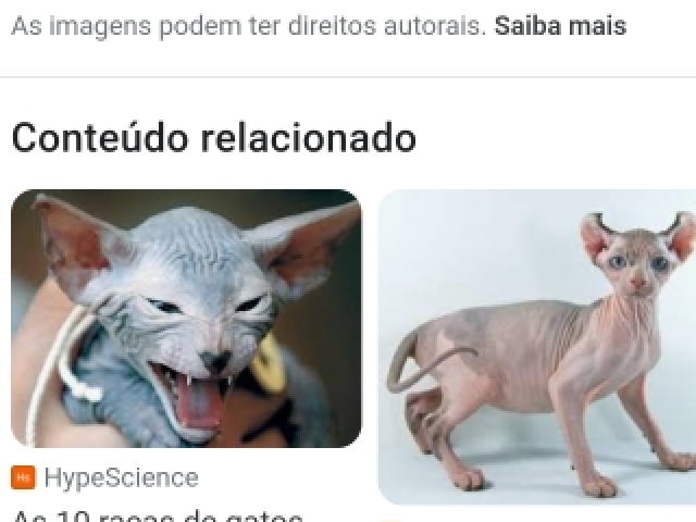 Não gosto do gato pelado