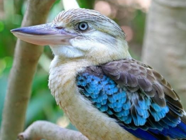 Pássaro kookaburra