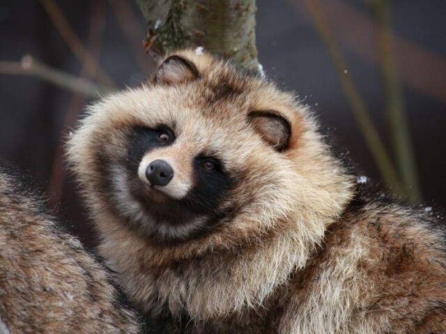 Tanuki