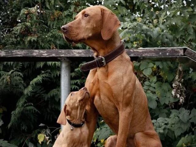 Vizsla