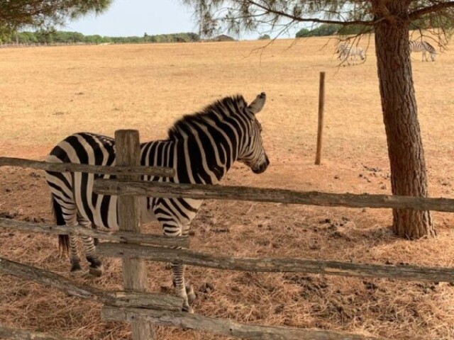 Zoológico