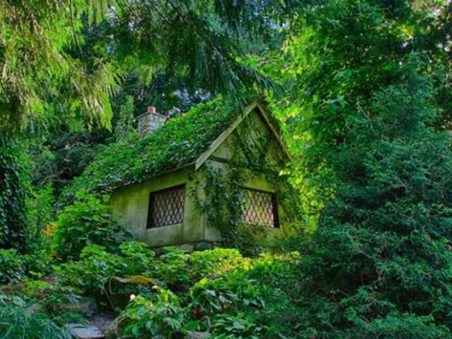 Essa bem florestal 🌳 🏡