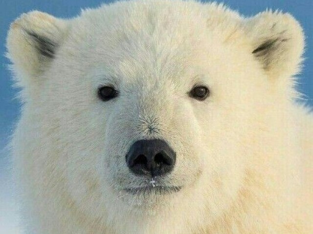 urso polar