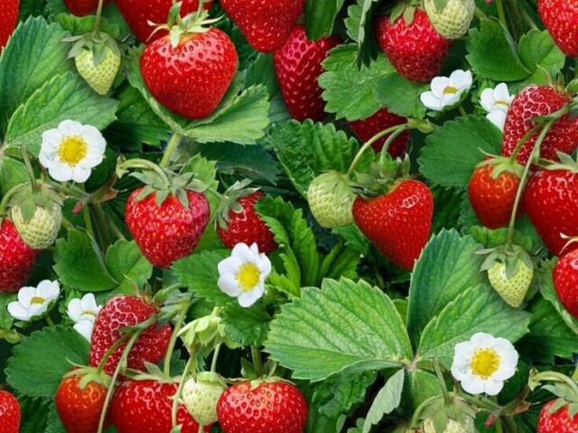 Morango