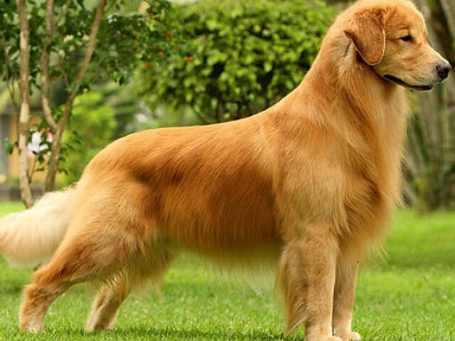 Golden retriever