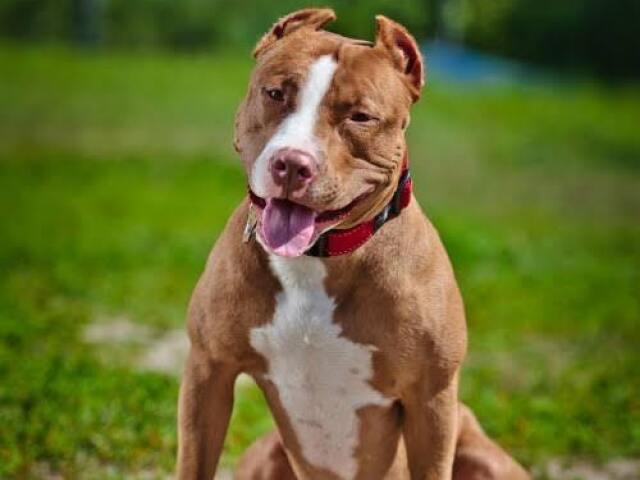 Pitbull