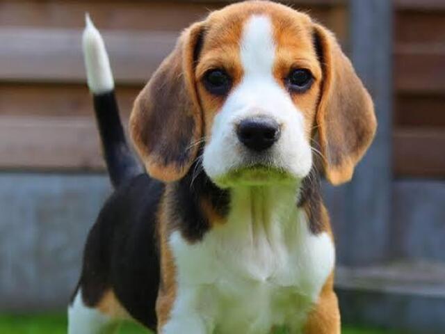 Beagle