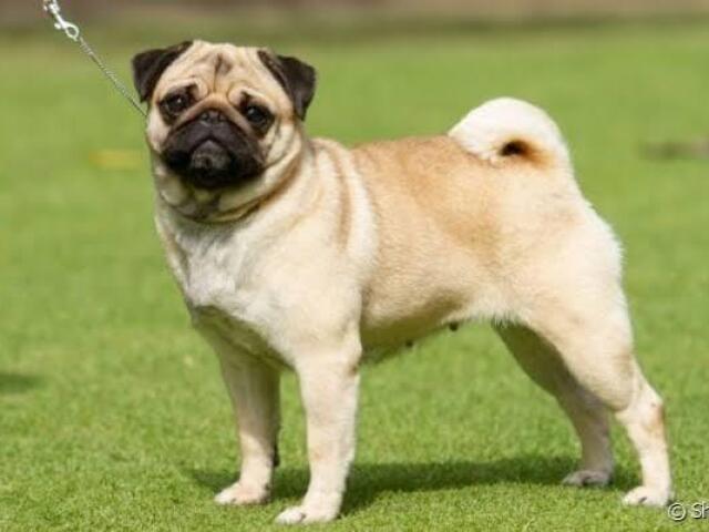 Pug