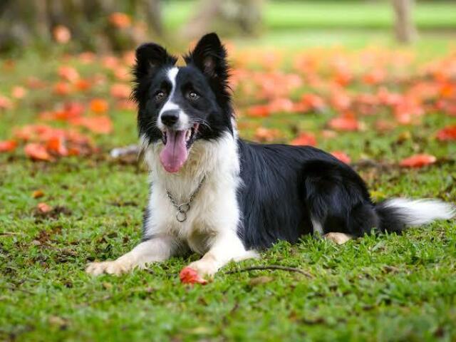 Border collie