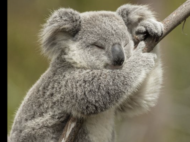 🐨