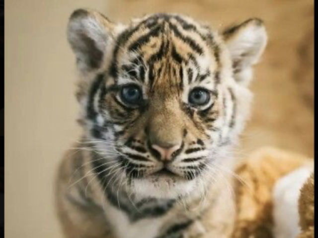 🐯