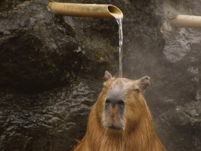 Capivara tomando banho