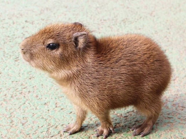 Capivara filhote