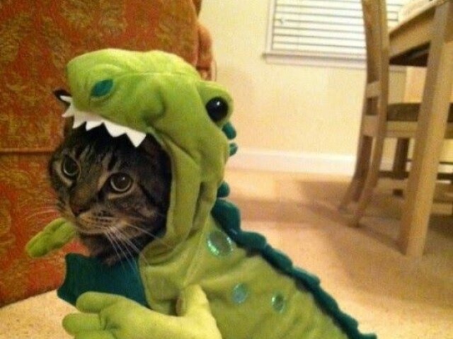 Gato dino